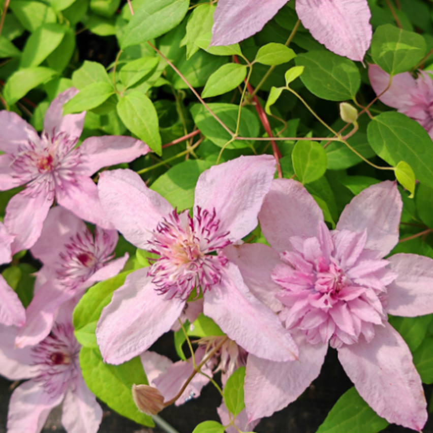 Клематис гибридный Мульти Пинк